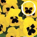 Bild von Viola P9 Grootbloemig Yellow  blotch